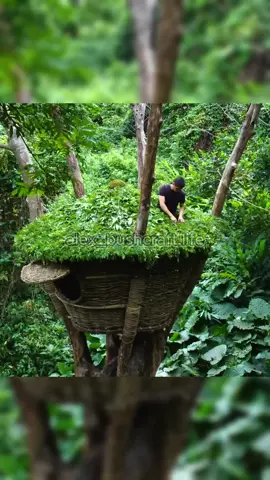 Build a house on an old tree part 3 #bushcraft #build #camp #camping #survival #shelter #Outdoors #outdoor #viralvideo #fyp #construction #wildlife