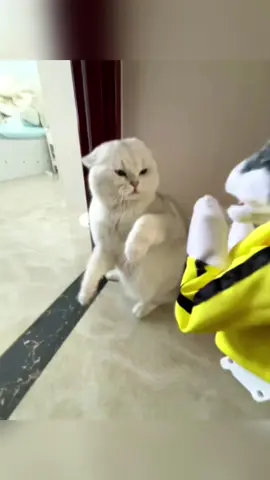 Cats and toys#cat #catsoftiktok #fyp #kitty #toy #foryou #fyp #tiktok 