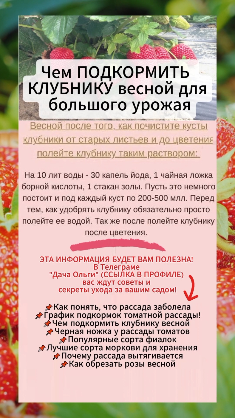 Чем ПОДКОРМИТЬ КЛУБНИКУ ВЕСНОЙ для урожая @ogorod_tiktok  #подкормкаклубники #выращиваниеклубники #клубника #удобрение 