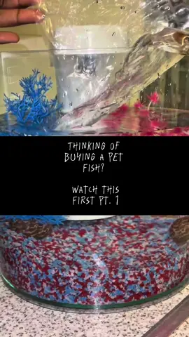 Buying a pet fish isn’t as easy as you think! Here’s part 1 of a 3 step process to make sure your fish thrives 🐟 🐠 🐟  #CapCut #petfish #petfishtiktok #fishtanksetup #momlife #singlemomchronicles #blackmumsoftiktok #blackmumsuk #viralpets #noirgetsafish 