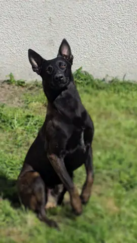 #bergerbelgemalinois #malinoislovers #malinoispuppy #chien #pourtoii 