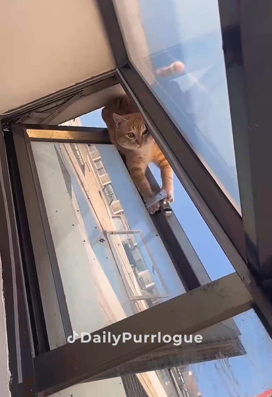 #cat #catsoftiktok #catlovers #cats #funnycats #catlover #funnycat #fyp 
