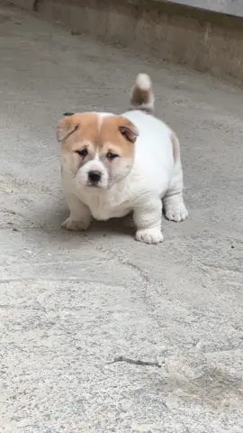 Có ai muốn nựng em không nè #cutedog #nghiencunco #funnydog 