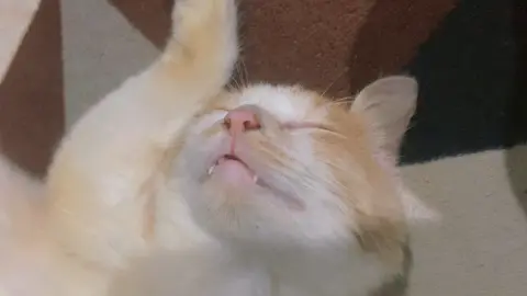 My little cuty cat 🐣 #fyp #fypage #catsoftiktok 