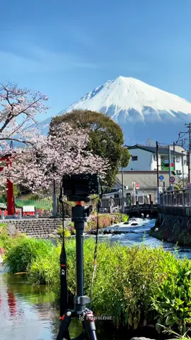 Japan Vibes..sakura + fuji🤩.. #kenshuseijapan🇮🇩🇯🇵🎌 #jishusei🇯🇵🇲🇨 #fypage #fypシ゚ #xybca 