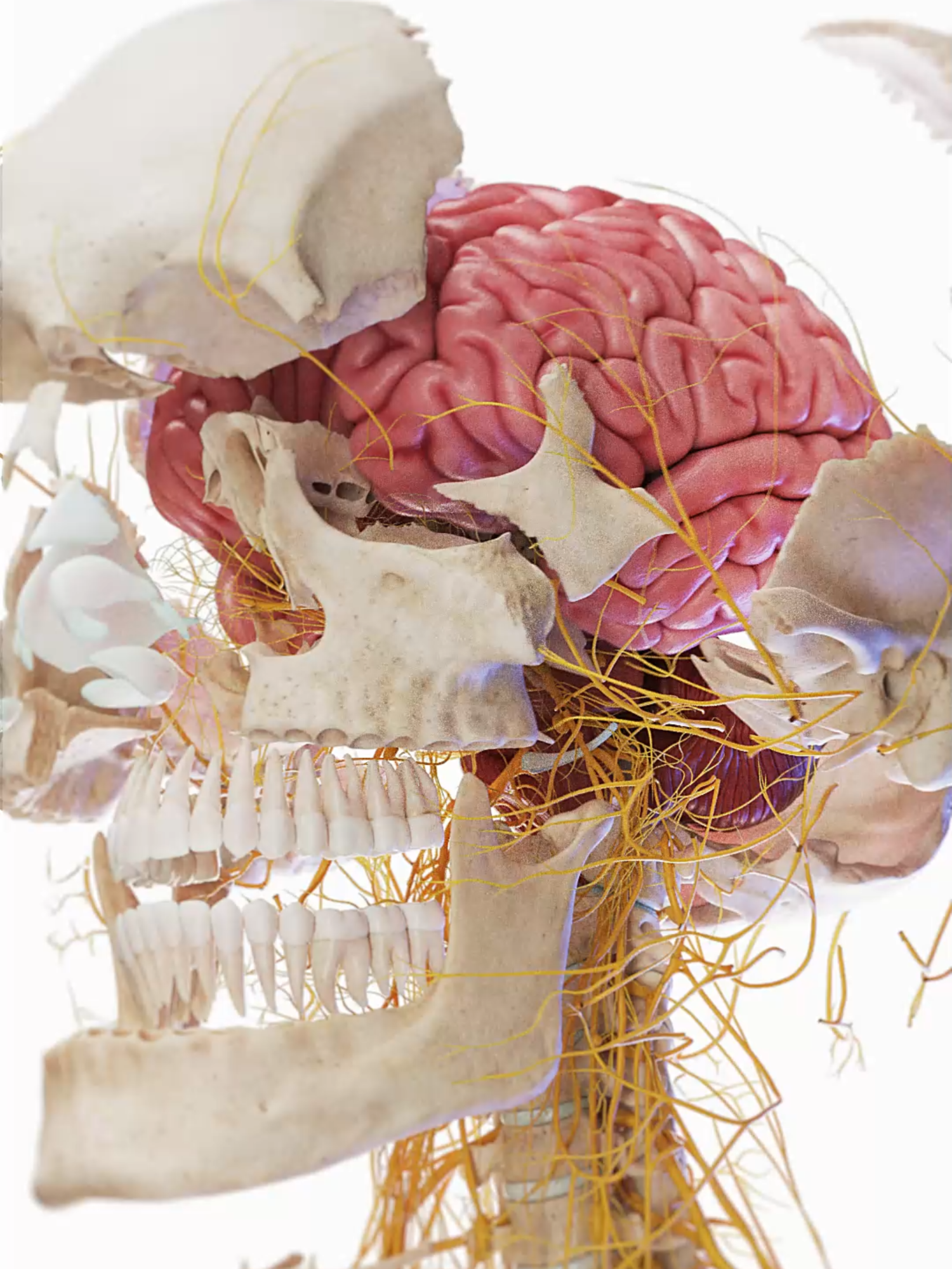 💥 Exploded View of the Skull & Brain! 💥 Watch as the bones of the skull separate, revealing the lobes of the brain underneath. A stunning 3D animation rendered in Unity3D—for medtech, edtech, and science creators. #3dmodel #medical #SkullAnatomy #Neuroanatomy #BrainExplained #medical #meded #3d #3dmodel #zbrush #sciart #medart #medstudent #anatomy #animation