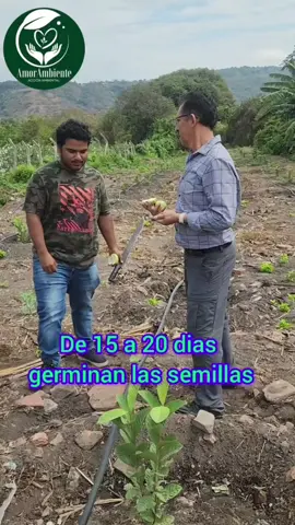Siembra de las semillas de guayaba #fruto #rico #cultivo #vivero