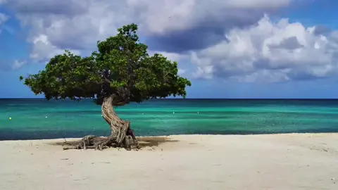 Có người từng hỏi tôi: “Những gì đã đánh mất, nếu có cơ hội tìm lại được, liệu có còn cần nữa không?” Tôi đáp: “Ngày trước tôi đánh rơi một chiếc cúc áo, nhưng đến khi tìm lại được, tôi đã thay một bộ quần áo mới rồi.” #tamtrang #canhdep #canhdepthiennhien #phongcanh #phongcanhdep9 #fyp #xuhuong 