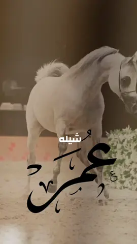 #شيلة باسم عمر 2025 شيله مدح عمر - اداء فهد العيباني #شيلة_عمر #شيلة_مدح_عمر 
