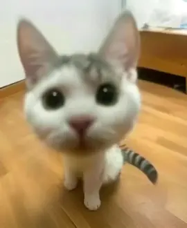 #cute #cat #tik #foryou #fyp #tiktok