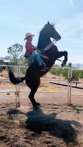 Paso a pasito 💪  paciencia es la  base de todo 🫡#caballosbailadores #caballos #rancho #typ 