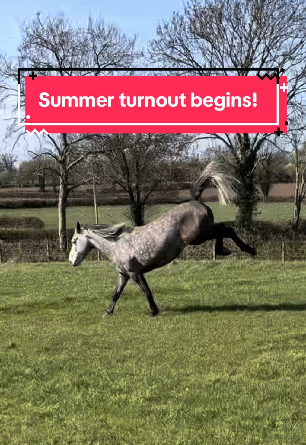 obsessed with Misty’s little squeals 🤣🤣 #horse #equine #equestrian #horsetok #horsesoftiktok #equestrianvibes #horsebackriding #horsegirl #fyp #foryou #abcxyz 