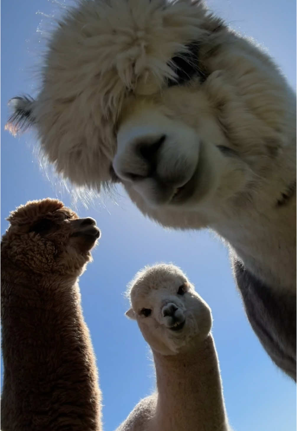 Every time I get the phone out to record they get very suspicious 😂 #penninelodgealpacas #alpacasoftiktok #alpaca #alpacas #alpacafarm #farmanimals #farm 