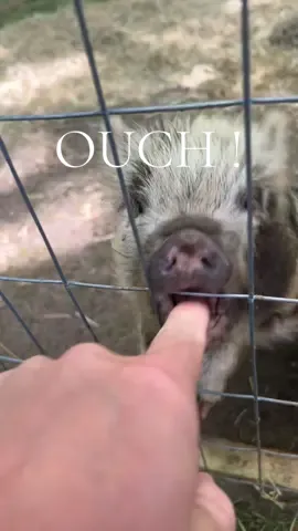 Ouch! Little piggy thought my finger was a carrot 🥕  #pigsoftiktok #piggy #piglet #ouch 