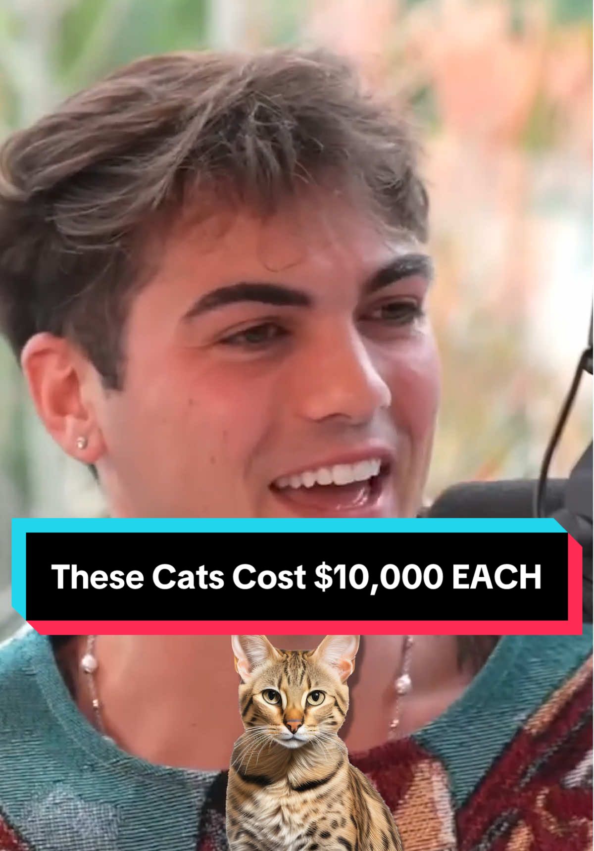These Cats Cost $10,000 EACH #savannahcat #exoticcat #exoticanimals 