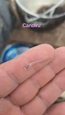 Candiru pez  #candiru #pezgato #vampire #amazing #amazonas #orienteecuatoriano #ecuador🇪🇨 