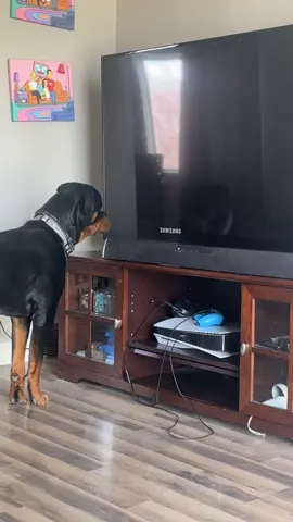 Love my dog but man he is not smart 🤣 #samsung #dog #rottweiler #rotty #funny #dumb 