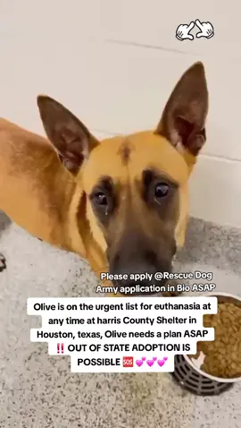 📣🚨🚨URGENT 🚨🚨 Olive is on the urgent list for euthanasia ☠️ at any time at ⏳️at harris County Pet's shelter in Houston texas. Olive needs a plan ASAP ‼️ 🆘️🆘️🆘️🆘️🆘️ Please consider fostering if you are unable to adopt it would save this sweet girls life 🙏💖🙏 Name. Olive  ID #A634414  Co kenneled.  Harris County shelter unalive healthy dogs 3 days a week. Mondays, Wednesdays and Friday mornings. Dogs are only given 15 days before they are placed on the euthanasia list 😡 If you can foster/adopt please apply @Rescue Dog Army application in Bio ASAP ‼️ OUT OF STATE ADOPTION IS POSSIBLE.  Please message me if you have any questions.  Address  Harris County Pet's shelter.  612 Canino Rd in Houston texas.  #adopt #rescue #foster #resuedogarmy #savealife #harriscountypets #euthlist #FYP #dogsoftiktok #urgentshelterd #doggo #fosteringsaveslives #houston #texas #urgent #help #hero 