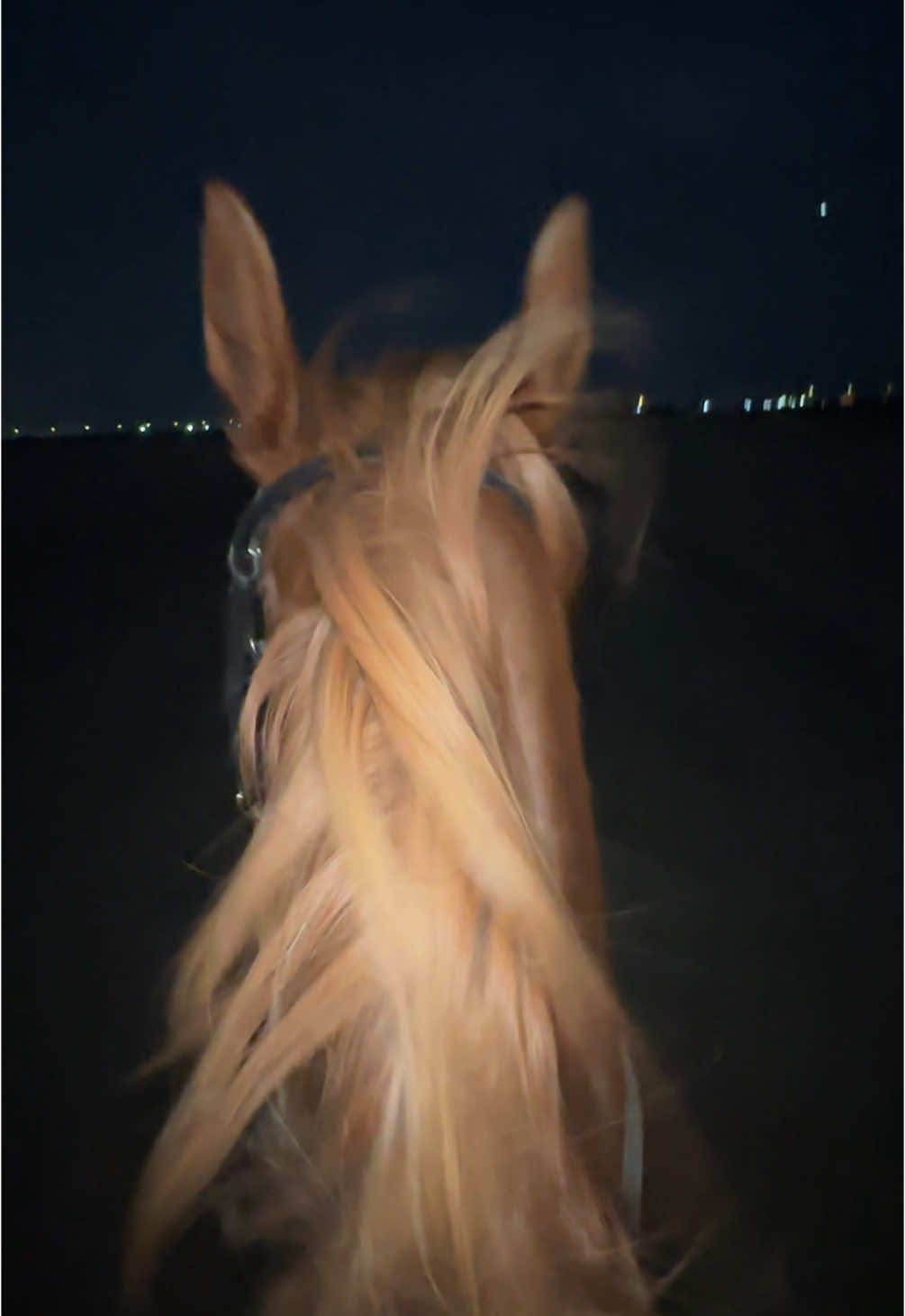 خيل وليل🤎 #canter #horse #viral #خالد_عبدالرحمن #خيل_وخياله🐎 #fyppppppppppppppppppppppp 