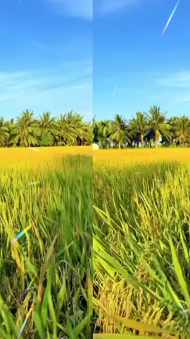 Anh chờ anh đợi em, bởi  thương em dẩu bao lâu anh cũng chờ.....#xuhuong #nhacchachacha #lamlamdongthap 