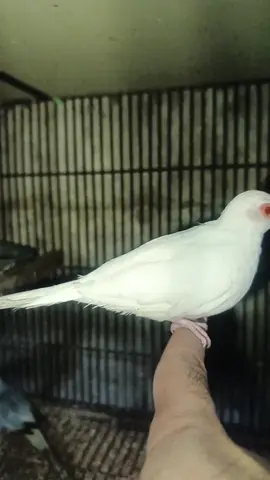 MASHA ALLAH Albino dove young male  #dove#albinodove#redeyes#fyp #birdhobby 