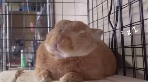sleepy bunny ૮₍ ´• ˕ •` ₎ა #fyp #animalsoftiktok #foryoupage #cute #bunny #animallover #me #mecore #rabbitsoftiktok #bunnies 