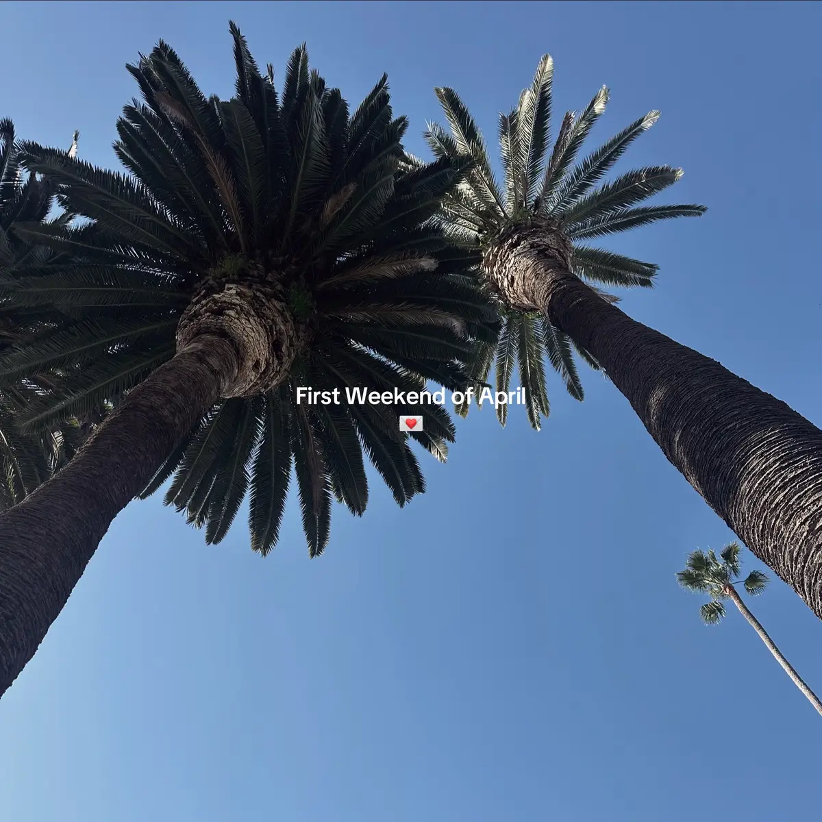 Hiiii Spring 🌷🍃 (Even though it already feels like full blown summer in LA) #weekendinmylife #losangelesweekend #triptolosangles #dayinmylife #Vlog 