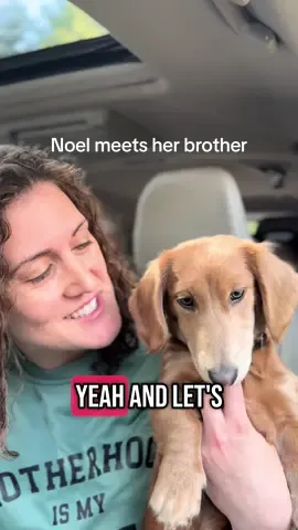 Noel is meeting her wiener brother! #wienerdog #wienerdogs #dogsiblings #