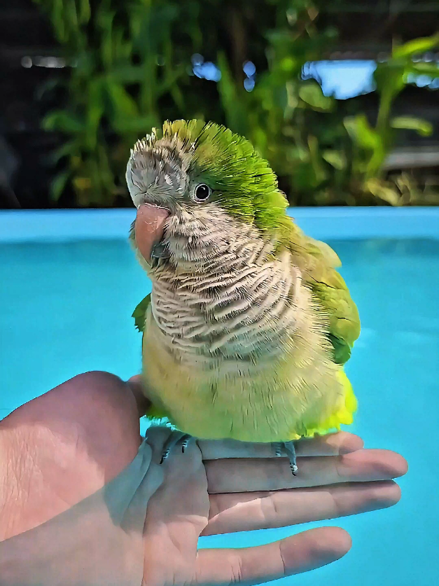 Slow motion #quakerparrot #parrot #birds #slowmotion 