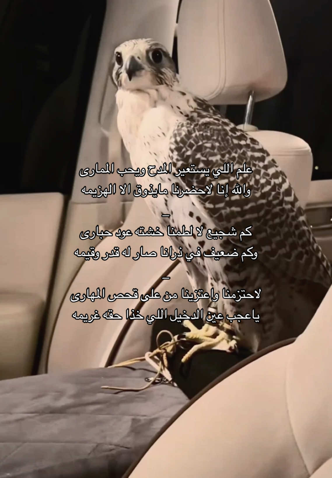 علم اللي يستعير المدح ويحب الممارى والله إنا الحضرنا مايذوق الا الهزيمه _#ترند #CapCut #الابل #اكسبلورexplore #ترند_تيك_توك #هشتاق #الصين_ماله_حل #الجفراني #الصين_ماله_حل😂 