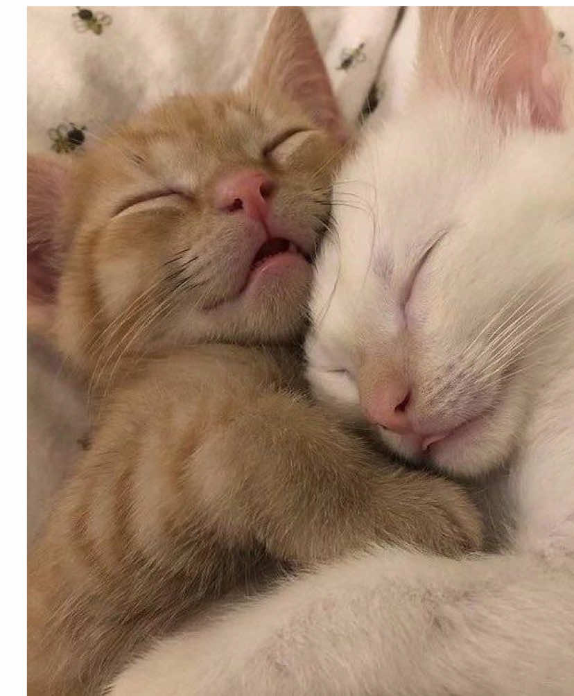Eres el mjr💗 #Love #gatos #paradedicar #fyp 