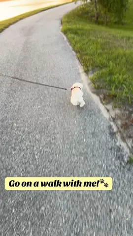 Let’s go!🌴☀️💕🐾 #fyp #dogtiktok #dogsoftiktok #puppiesoftiktok #puppytiktok #maltipoosoftiktok #viralpuppy #maltipoopuppy #puppytok #walk #sunsets #dogmom #puppylife #girldog #cutestpuppy 