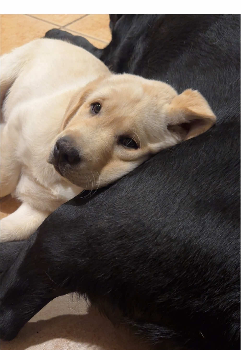 Father-Son Love🖤💛❤️#foryoupage #fyp #Love #blacklab #yellowlab #loveyou #barstoolsports #cozy 