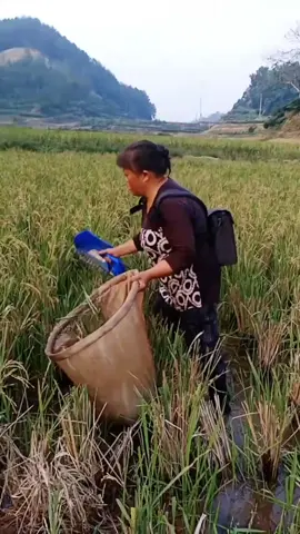 Smart Farmer Harvesting  Regenerated Rice With This Special Tool 😀 #fyp #loveyou #fypchallenge #foryou #fypシ゚viralシ