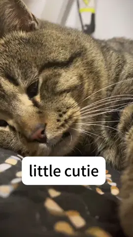 #catslovers #cats 