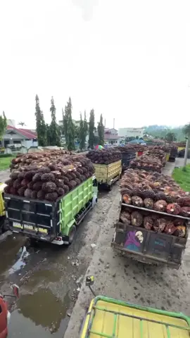 Bos pening di lapak,supir stres di pabrik🥲#pabrik #sawit #antri 