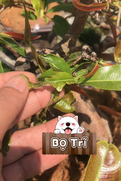 Cách nhận biết bọ trĩ trên cây mai vàng cho các bác chưa biết nhé #chiasekinhnghiem #botri #phanbonmaivang #caymaivang #chamsocmaivang #xuhuong #viralvideo #muataitiktok 