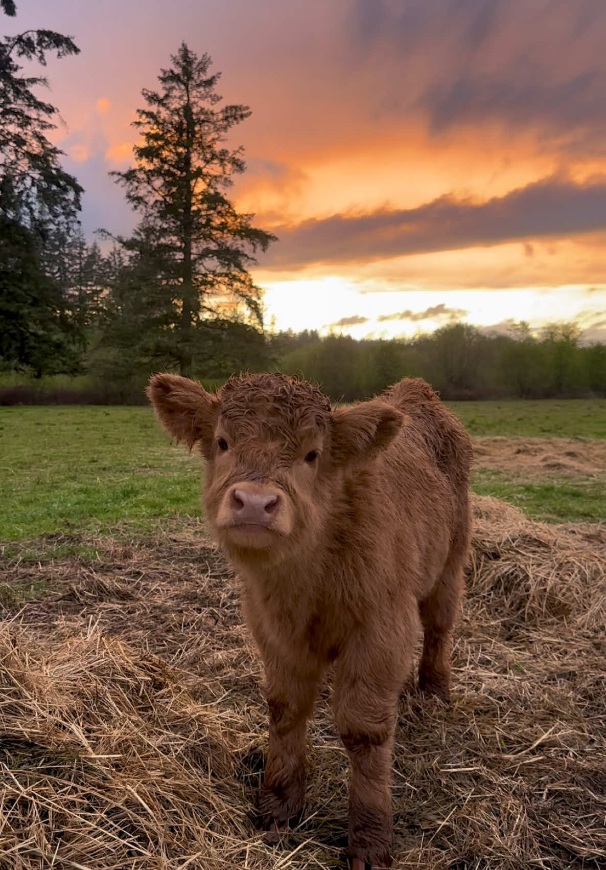 Caught the tail end of a beautiful sunset tonight. Honey has been doing great. She is becoming more cautious as she’s getting older, but still a curious sweet girl. She wants to be close to us but not too close. 😂❤️ #fyp #highlandcow #fluffycow #highlandcalf #calf #babyanimals #scottishhighlands #cowlove #animals #farmlife 