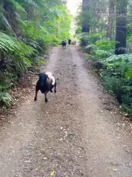 #Naughty little lamb. #The lamb is the cutest. #This is so cute. #Cute enough to explode.