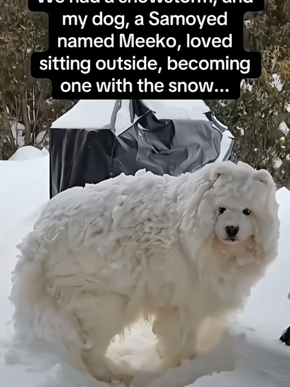 Dogs love to sleep in the snow ❄️ #pet #cat #dog #cute #animals #foryou #fyp 