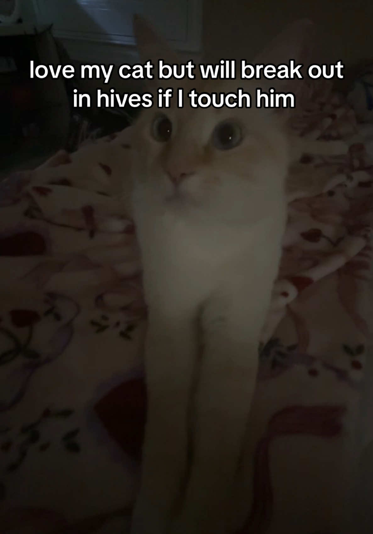 since everyone likes Ollie 😽 #cat #ollie #alergic #kittycat #cattok 