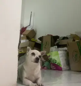 Đồ 🐶 dả tạo #dog #funny 