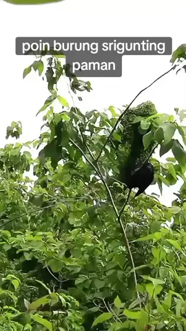 sekian lama baru kali ini kena juga srigunting nya  #pulutburung #burungsrigunting #burunghutan #videoburungviral