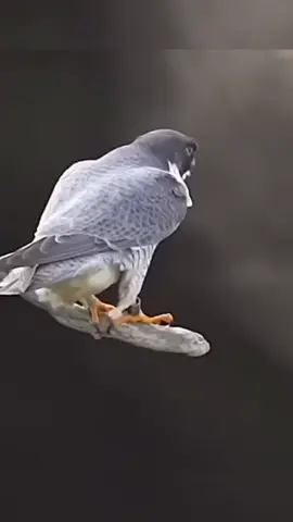 world fastest bird peregrine falcon!😯🤯🤯😱😱😱 #foryou #foruyou #worldfacts314 #knowledge #facts #fyp #viral_video #worldfacts #entertainment #sciencefacts #foryoupage #trending #fypシ #fy 