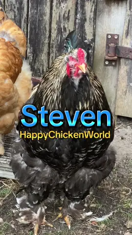 #steven #steve #funny #funnyvideos #lustigevideos #lustigeclips #lustigetiere #chicken #lustig #rooster #funnyanimals #happychickenworld #chickenshoutname #roosteryellingname 
