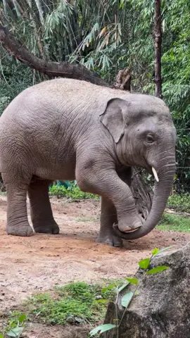 Oops! Stretching and stepping on its nose~ Credit to 5505373968 on TheRedBook #elephant #funny #cute #wildchina #animalprotection