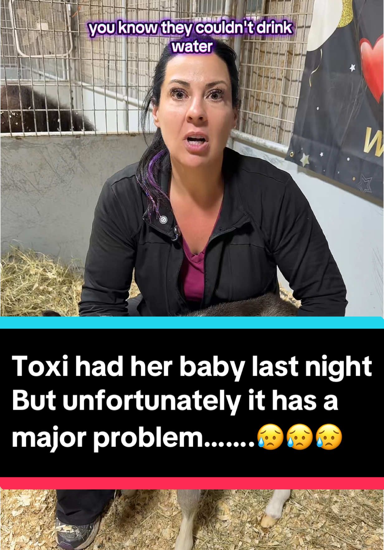 Toxi had her baby last night…..but unfortunately it has a major problem 😥😥😥 #foalingseason2025 #miniaturehorses #miniaturehorse #minihorse #foalsof2025 #minihorsefoals 