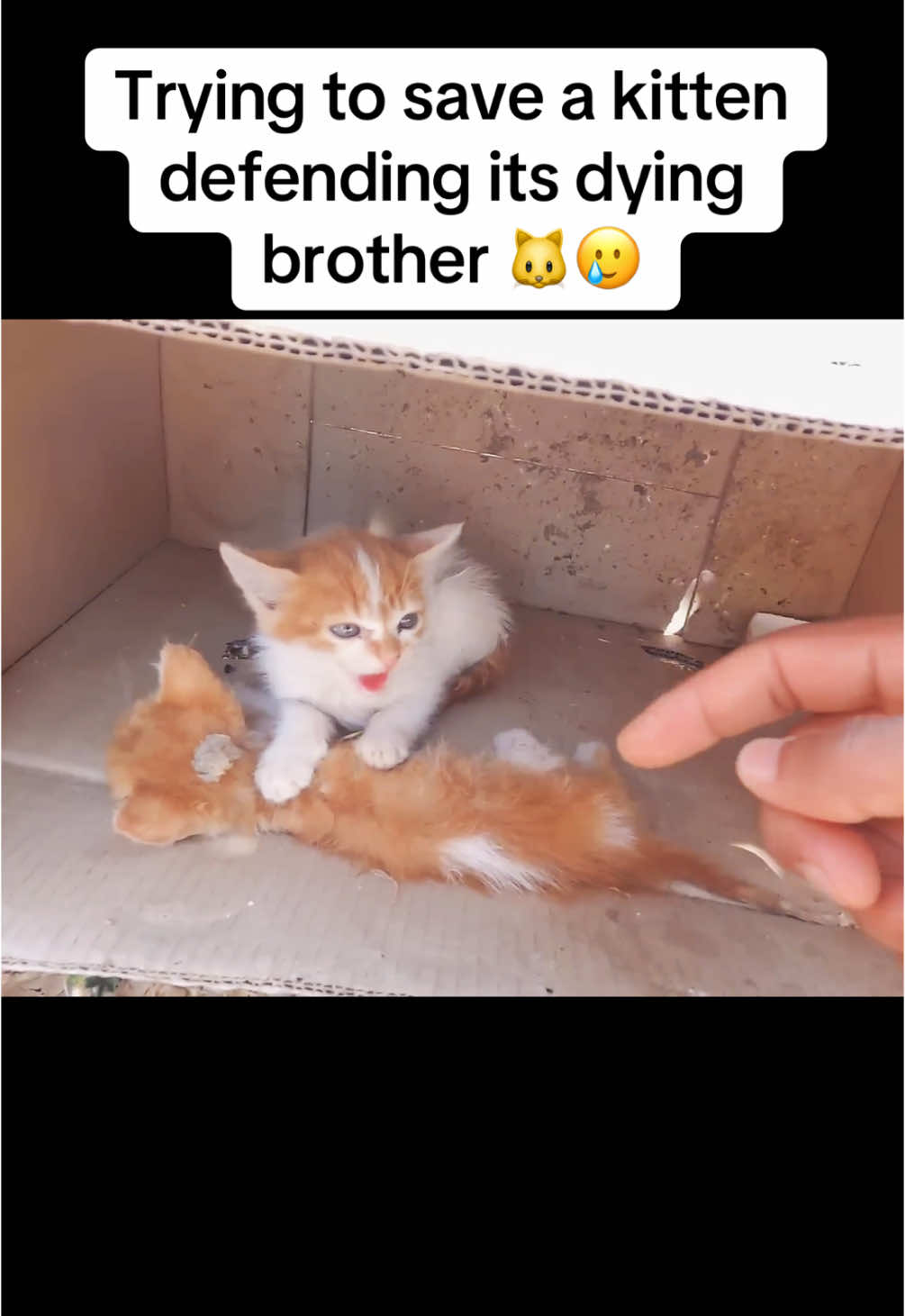 Trying to save a kitten defending its dying brother #kitten #kittensoftiktok #kittenrescue #catdistributionsystem #kittendistributionsystem #catrescue 