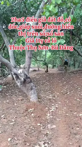 #bdsgiatot #bdsgiare #bdsngop #datraygiare #bdsbinhphuoc #bdsbinhphuoc #bdsbudang 