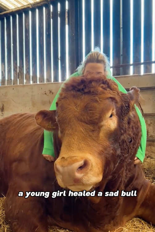 A hug healed the giant bull#animals #cow #friendship #Love #fyp 